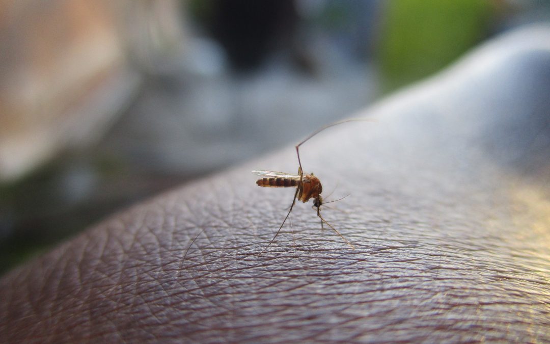 Trucs et astuces pour éloigner les moustiques
